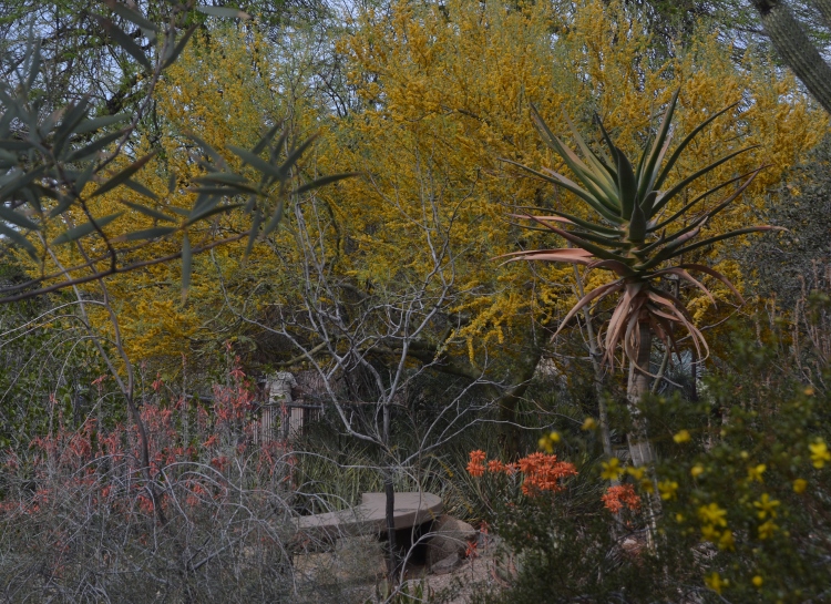trees blooming in yellow